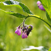 comfrey leaf.jpg